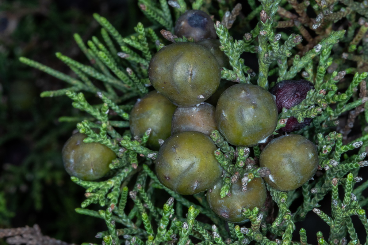  MG 9680 Juniperus turbinata subsp. canariensis sabina con frutos Galbulas