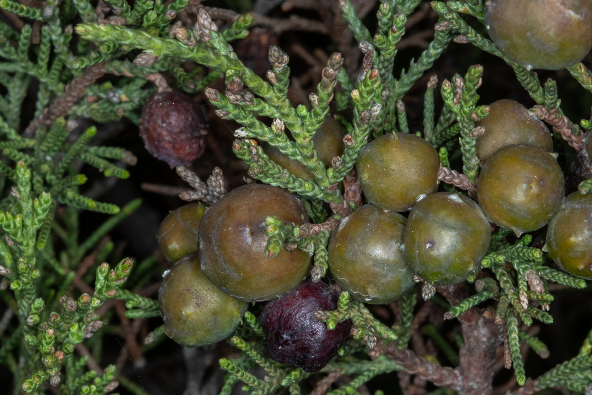  MG 9681 Juniperus turbinata subsp. canariensis sabina con frutos Galbulas