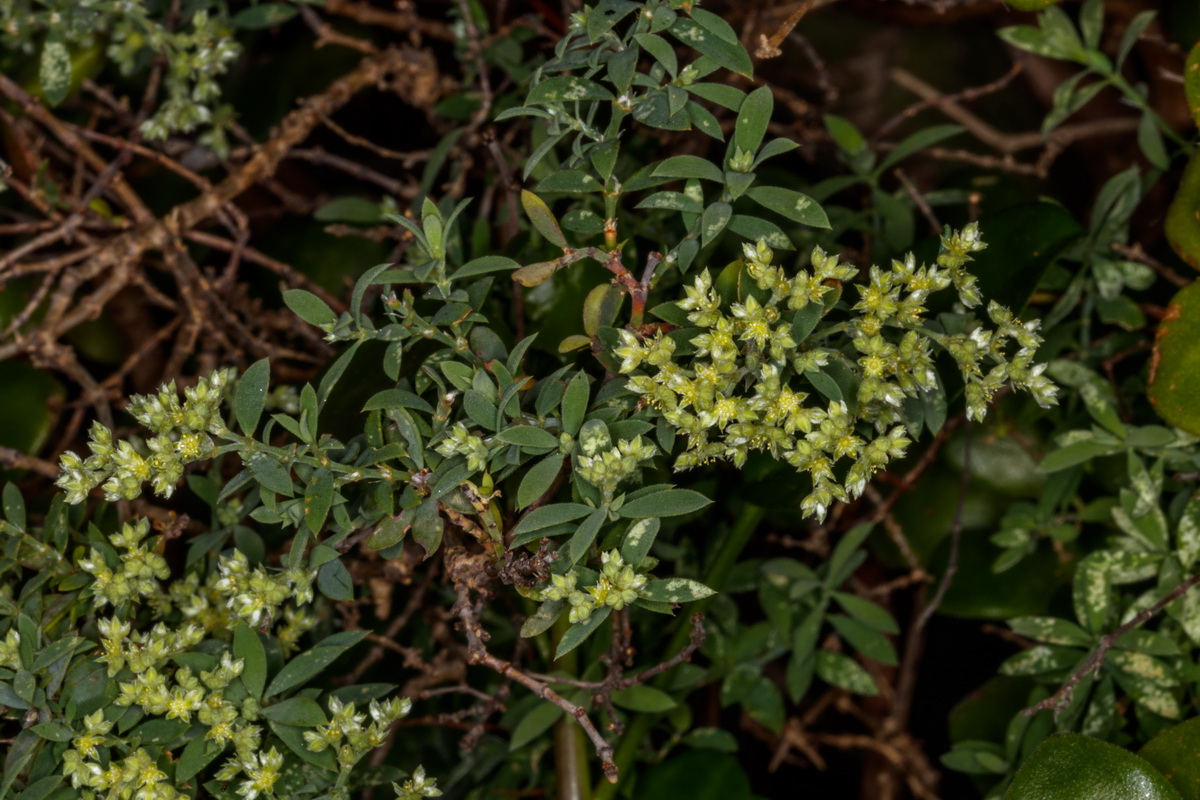  MG 3226 Paronychia canariensis Nevadilla canaria