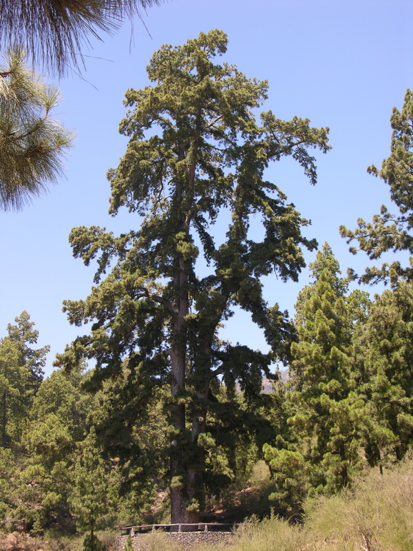 DSCN1217 Pinus canariensis Pino Gordo