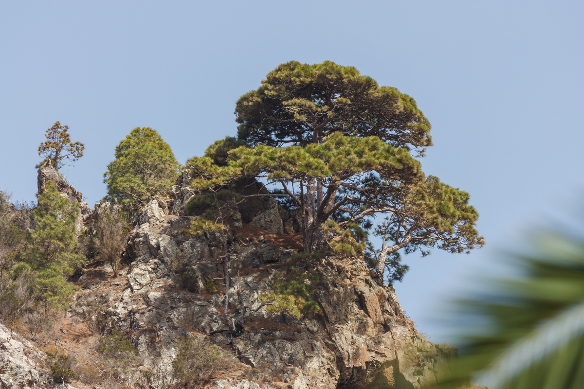 IMG 7643 Pinus canariensis