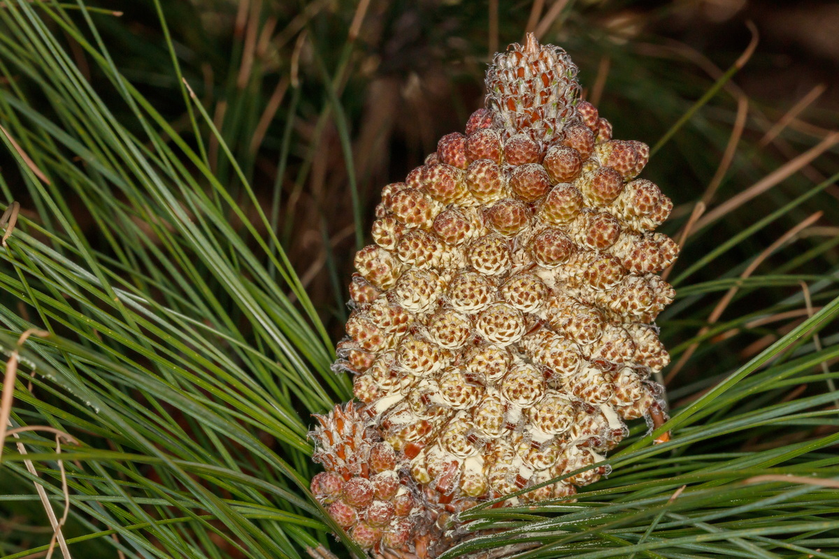  MG 1758 Pinus canariensis piña masculina