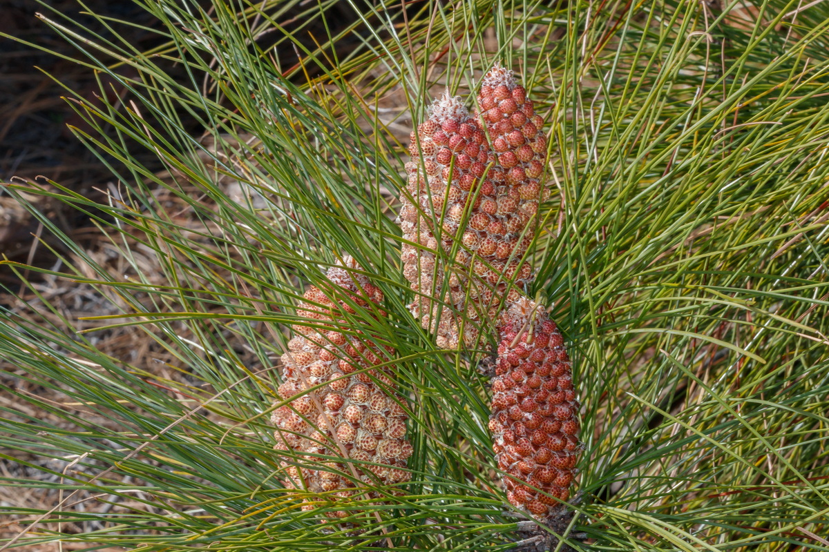  MG 1768 Pinus canariensis piña masculina
