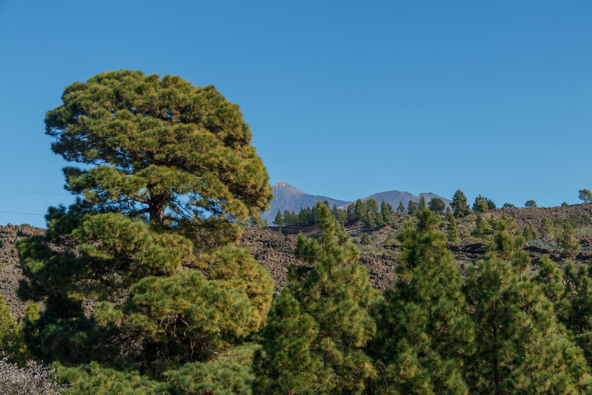  MG 3897 Pinus canariensis Teide