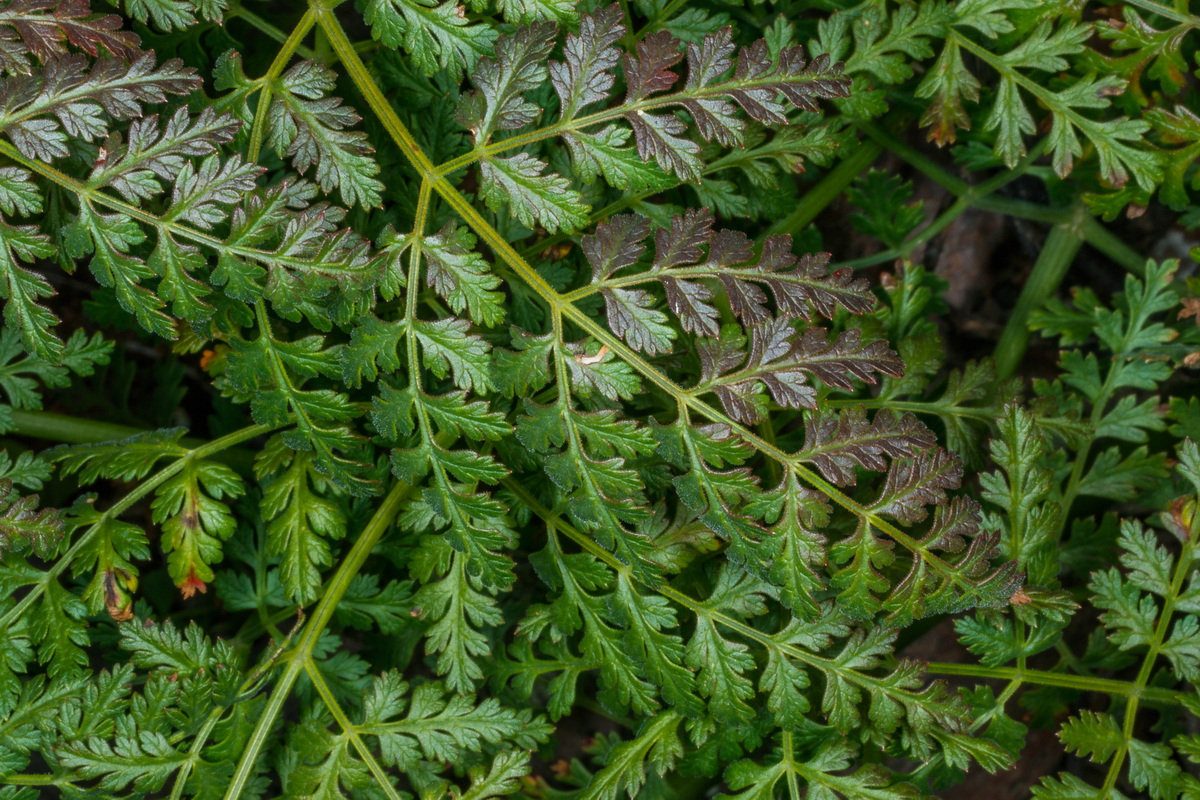  MG 3734 Todaroa aurea subsp. suaveolens cañaheja chica