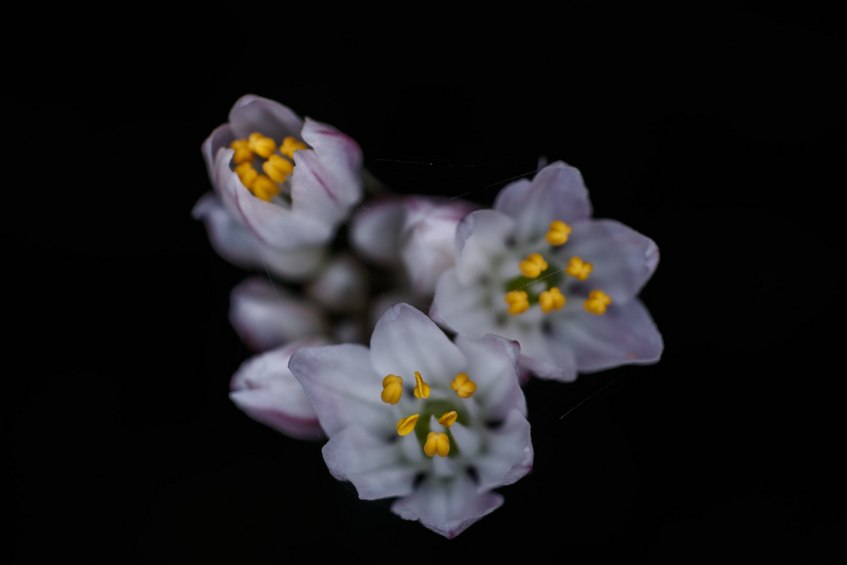  MG 8729 Allium canariense subsp. canariense ajo de bruja