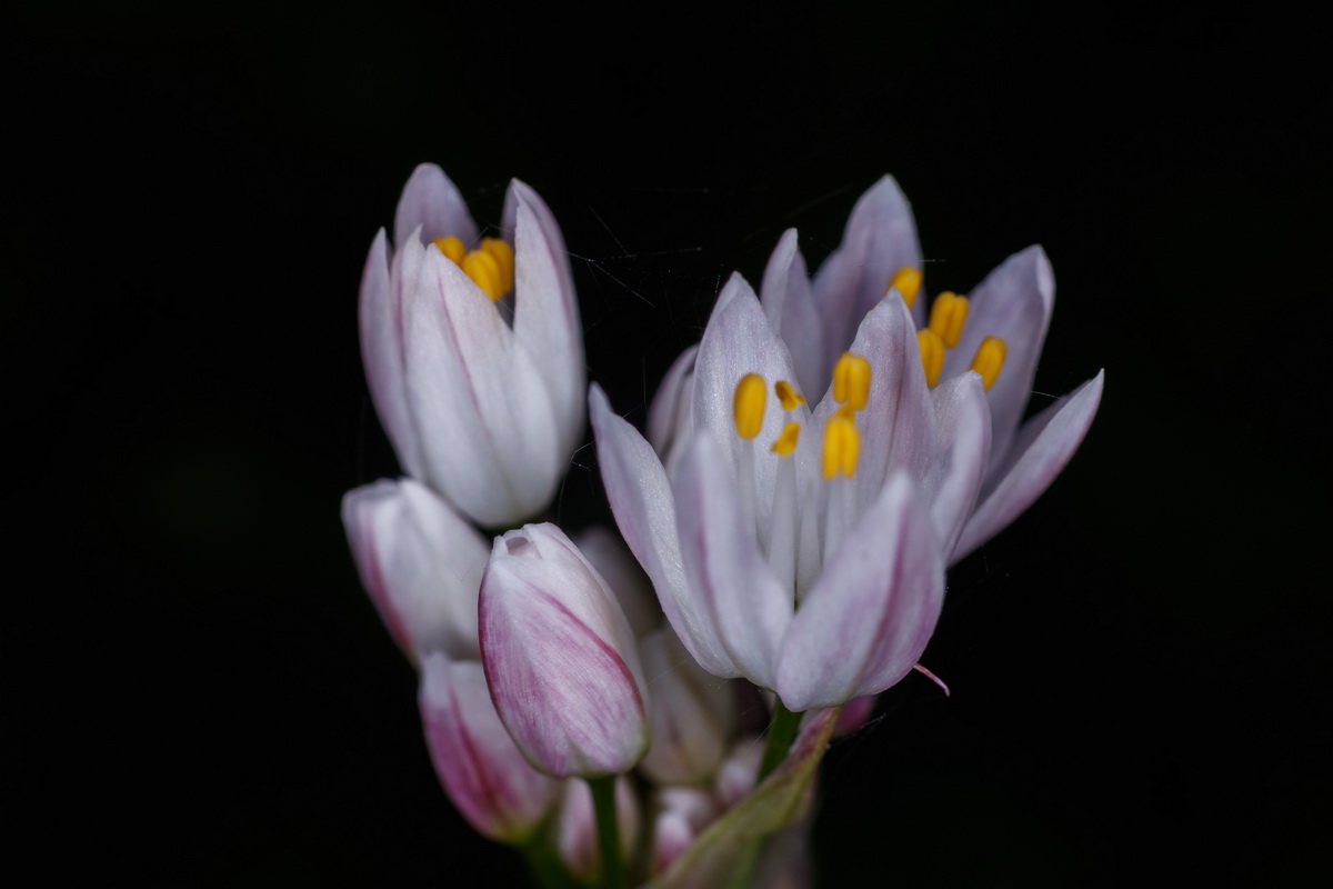 MG 8730 Allium canariense subsp. canariense ajo de bruja