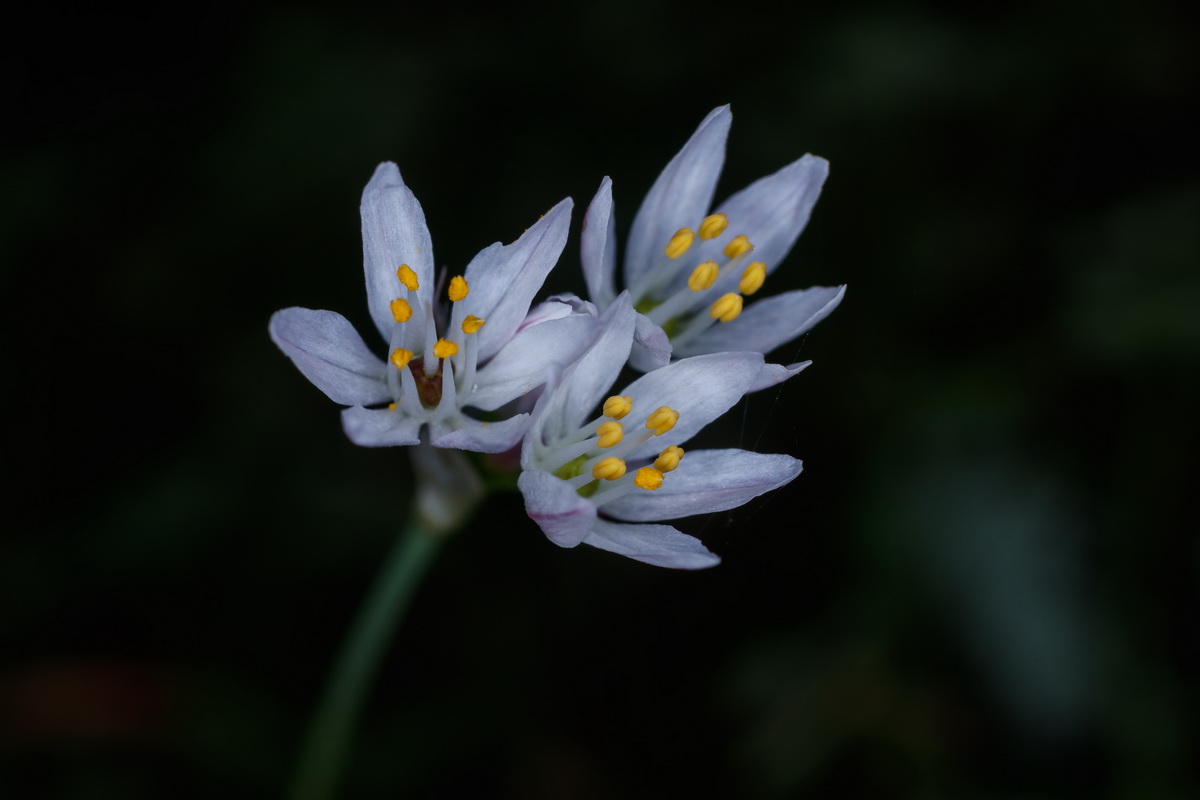  MG 8738 Allium canariense subsp. canariense ajo de bruja