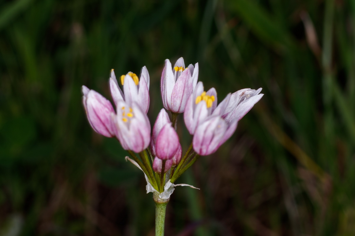  MG 8749 Allium canariense subsp. canariense ajo de bruja