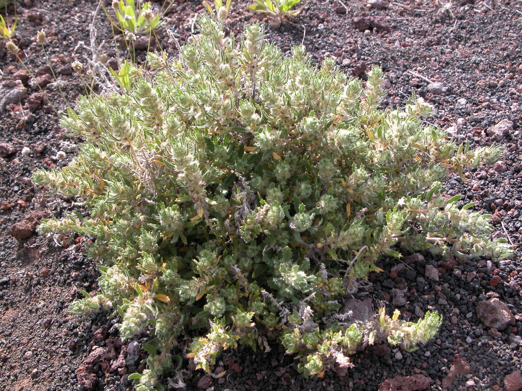 Forsskaolea angustifolia01