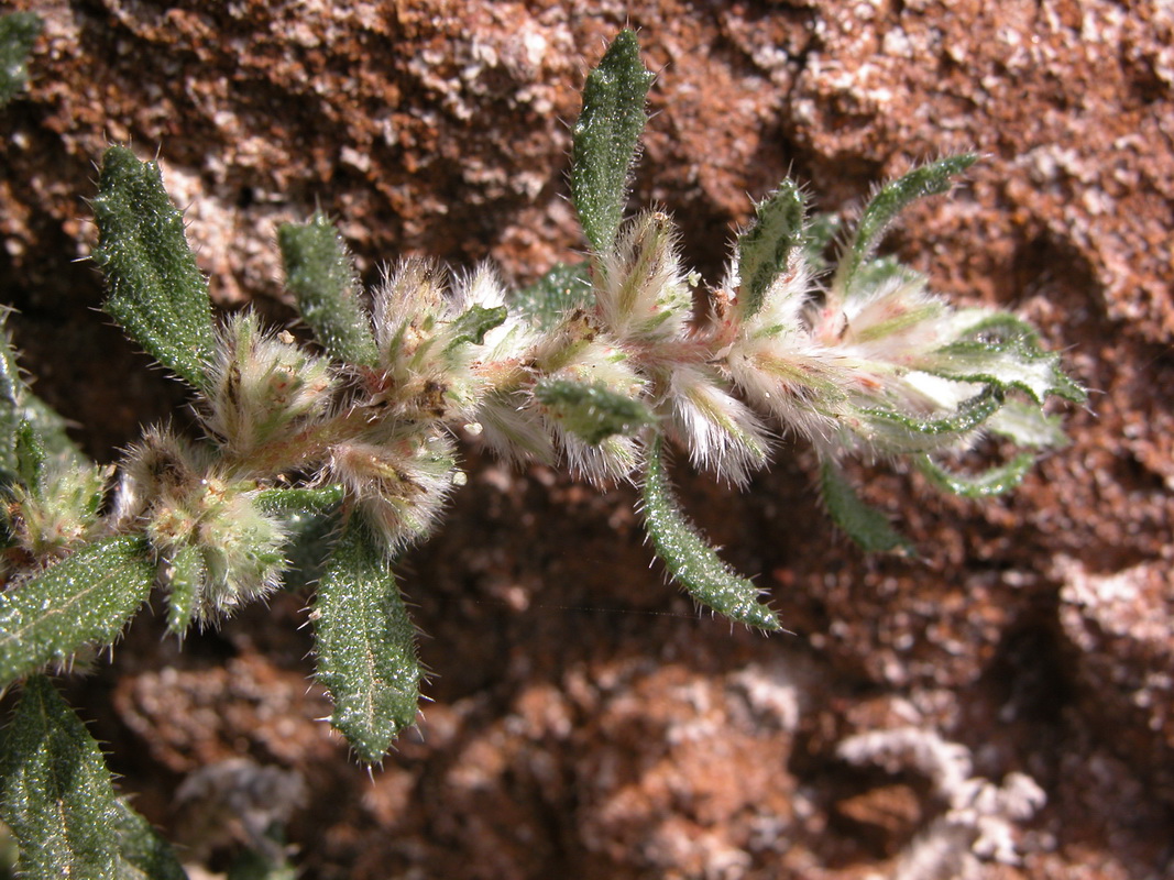 Forsskaolea angustifolia04