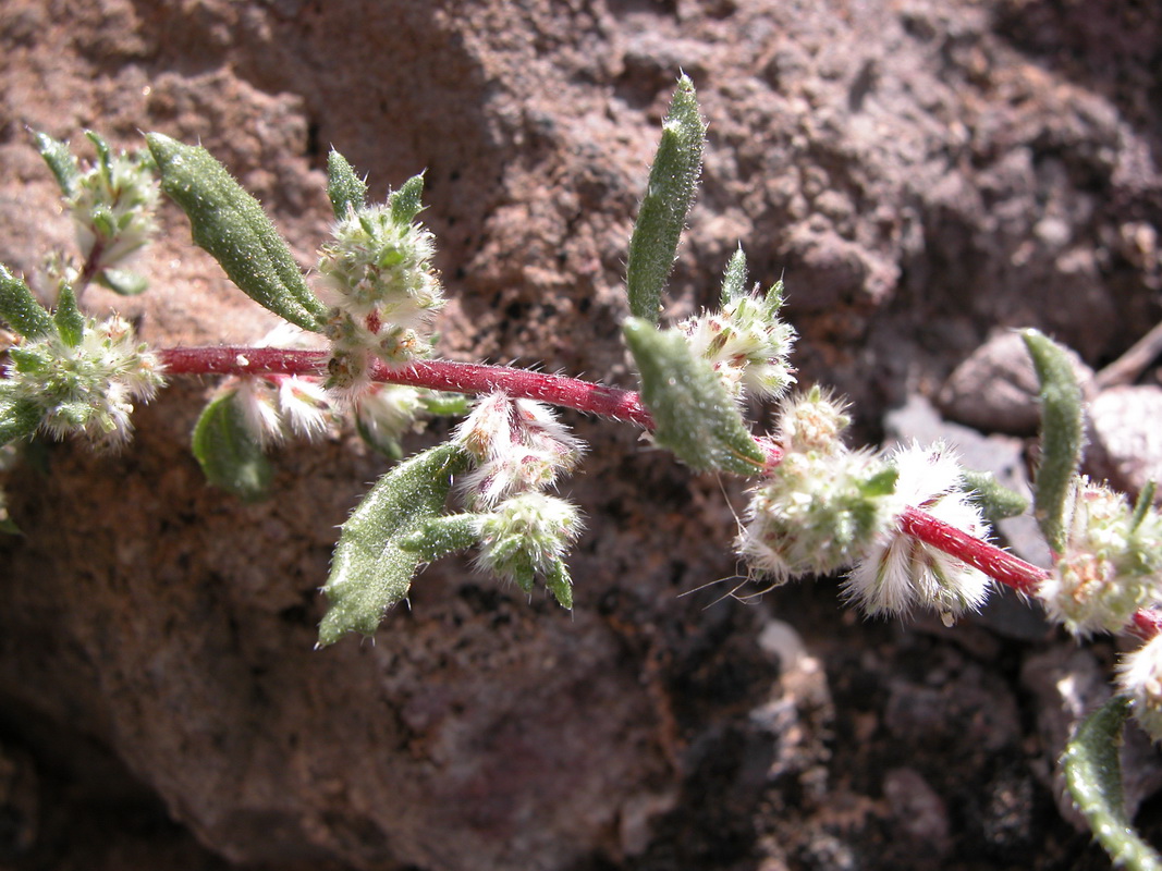 Forsskaolea angustifolia06