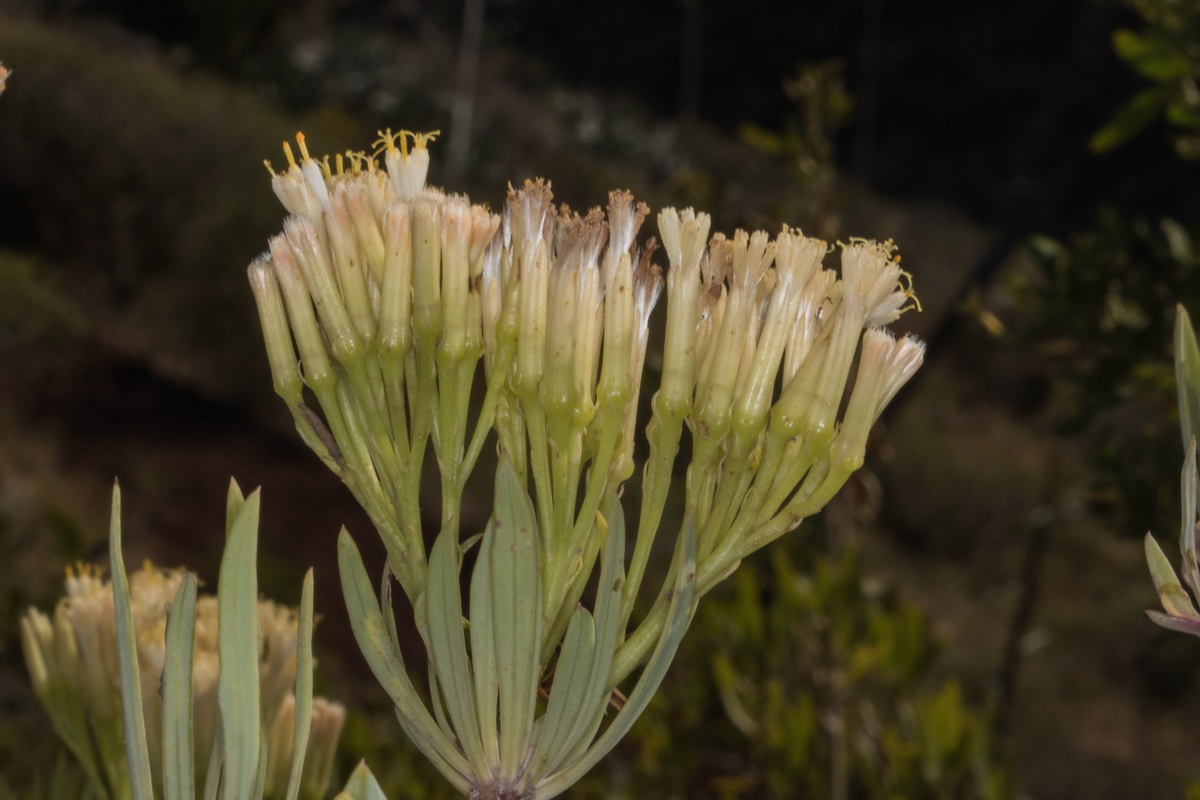 Kleinia nerifolia06