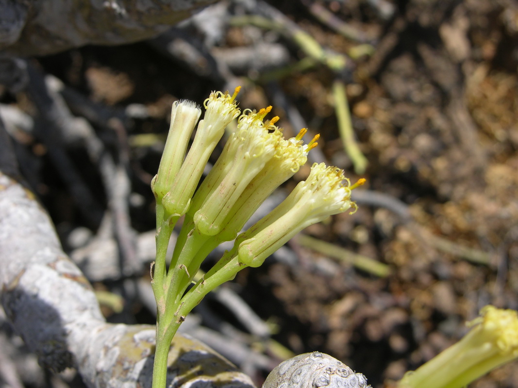 Kleinia nerifolia07