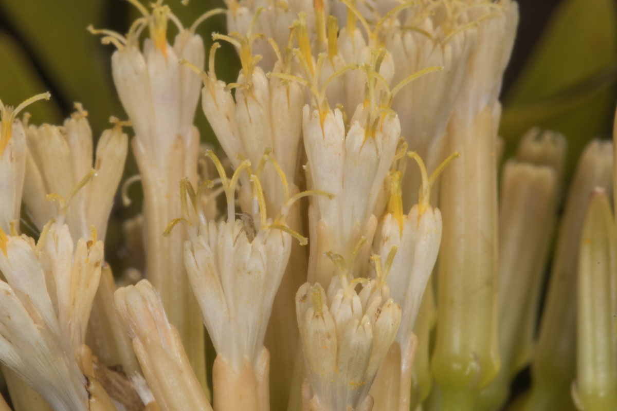 Kleinia nerifolia09