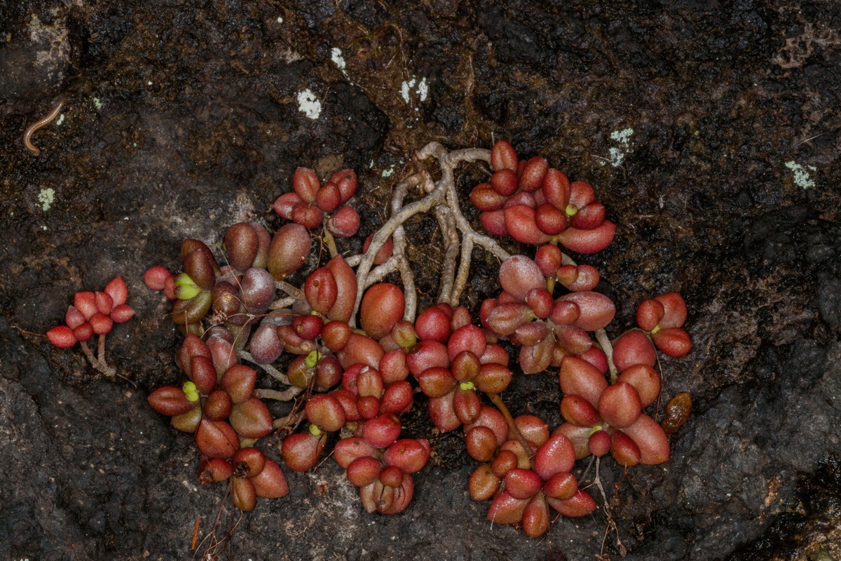  MG 3406 Monanthes laxiflora Pelotilla escamosa
