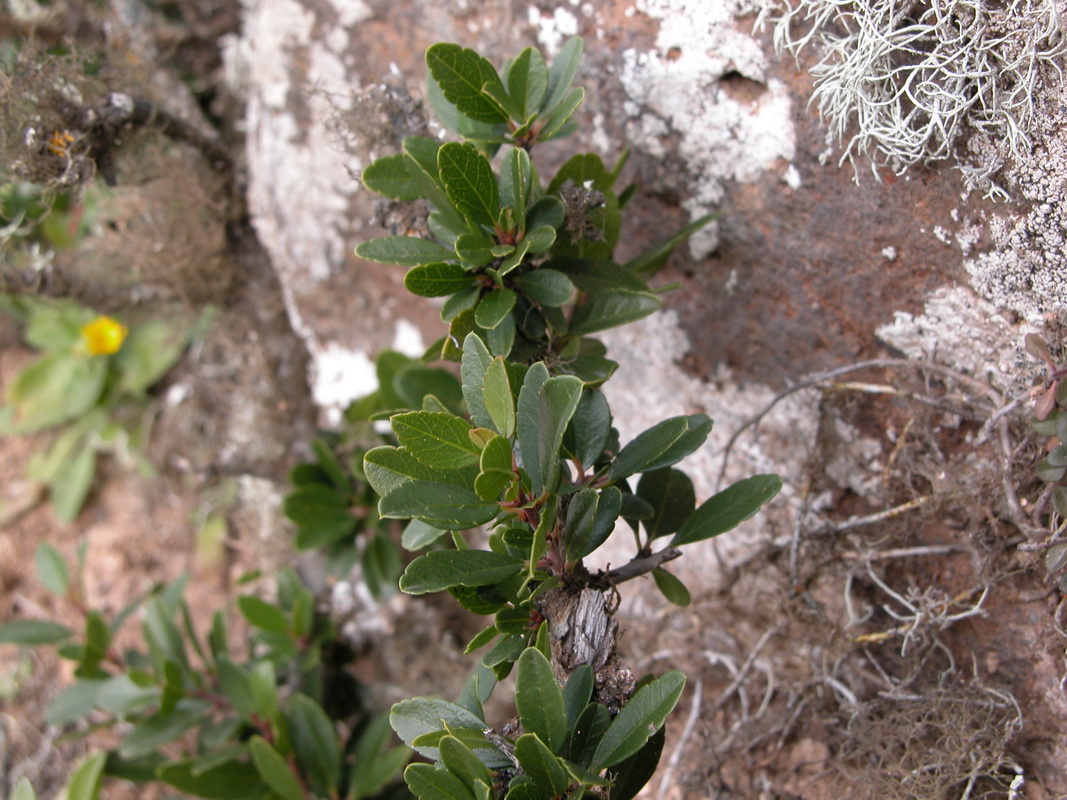 Rhamnus crenulata01