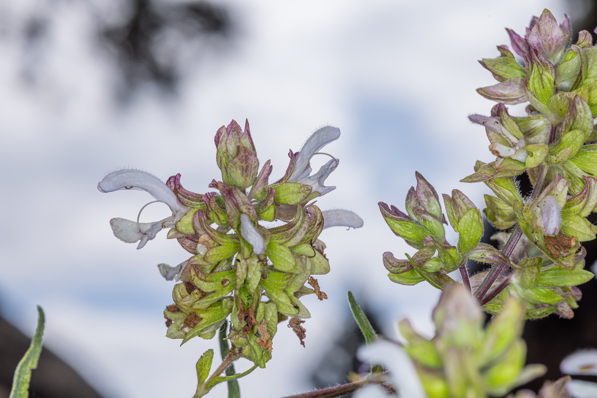 IMG 8089 Salvia canariensis albiflora salvia canaria, salvia morisca