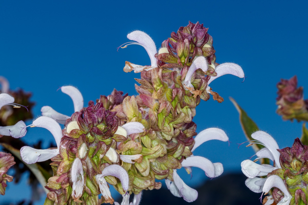 Salvia canariensis10