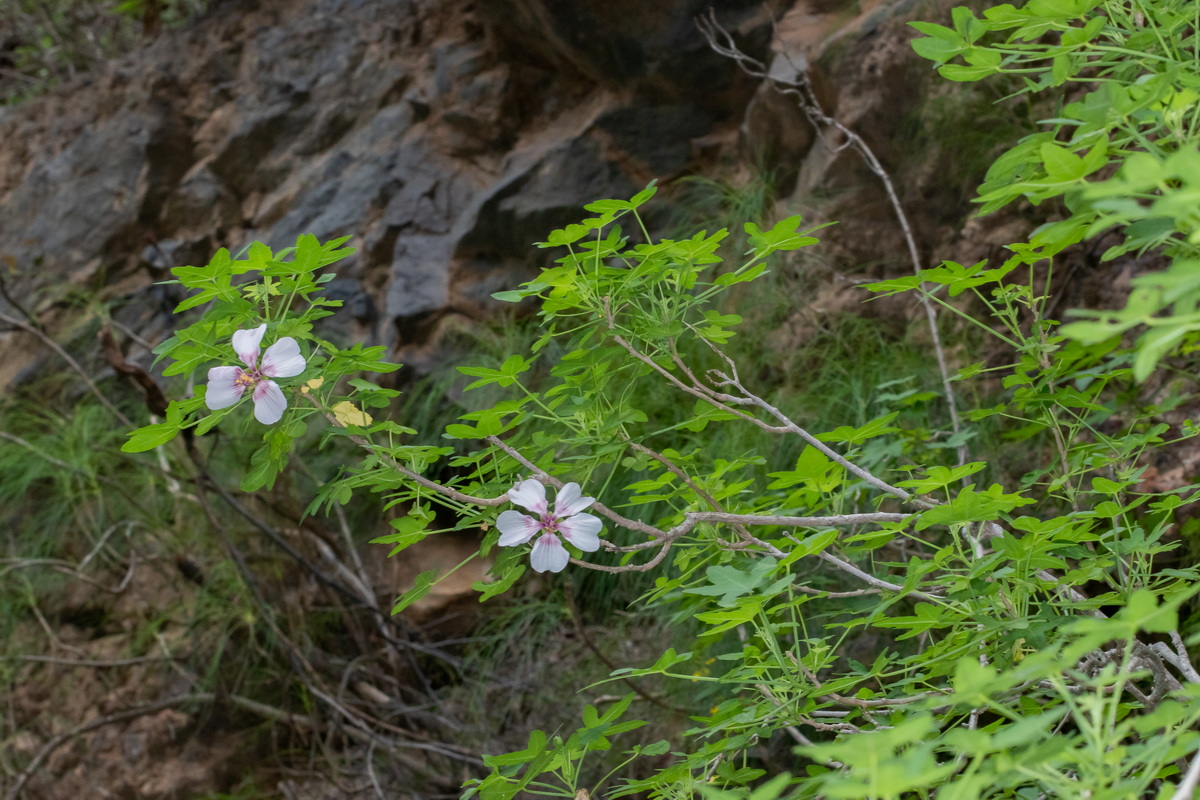  MG 1438 Lavatera acerifolia = Malva acerifolia malvarrisco rosada
