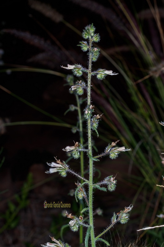  MG 1346  Echium triste subsp.nivariense viborina triste