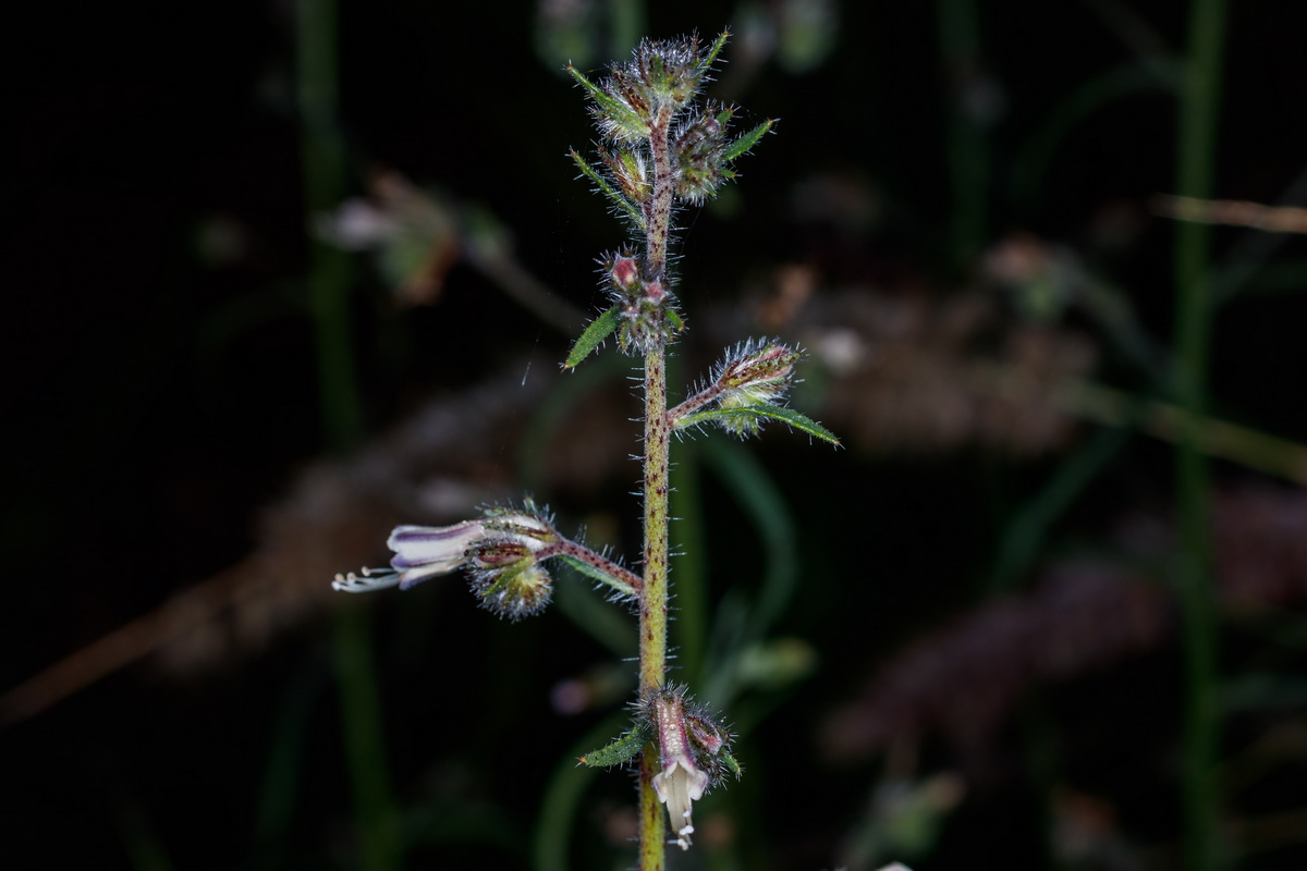  MG 1348  Echium triste subsp.nivariense viborina triste