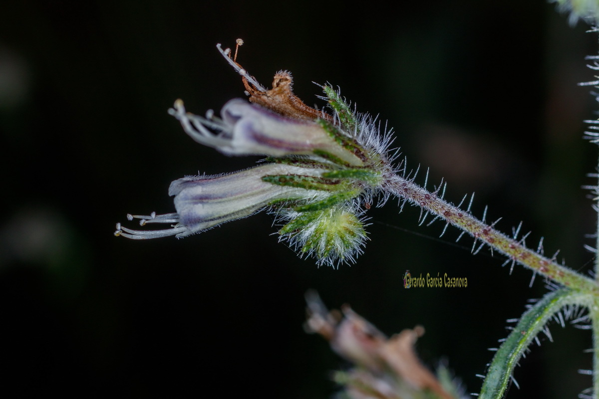  MG 1350  Echium triste subsp.nivariense viborina triste