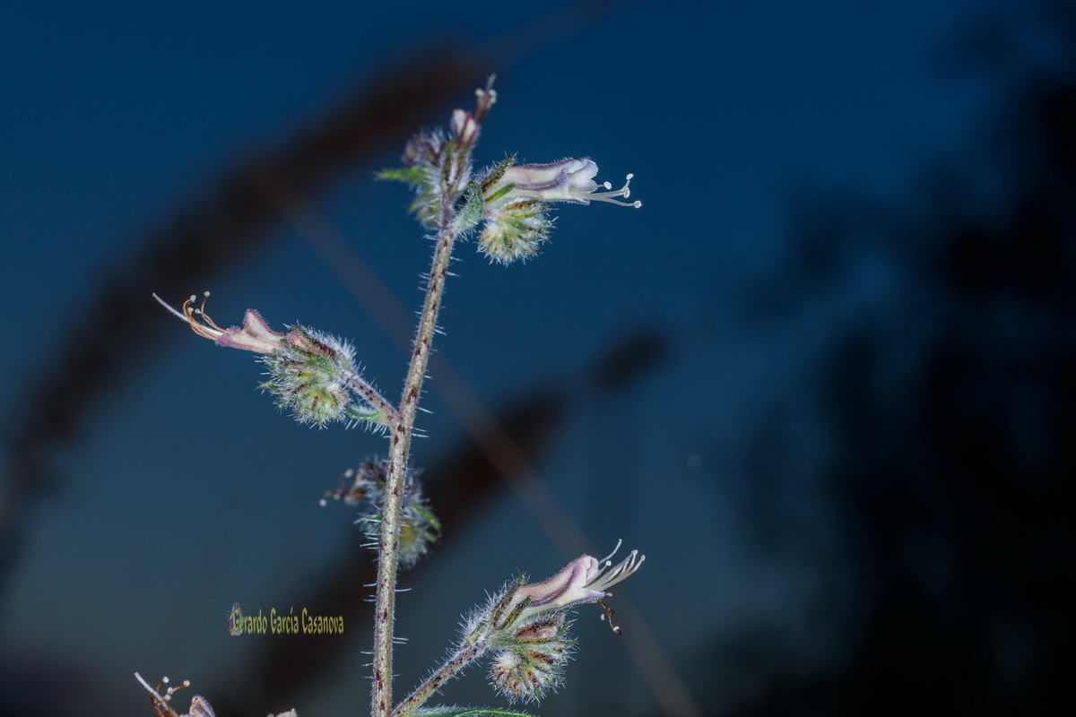  MG 1351  Echium triste subsp.nivariense viborina triste