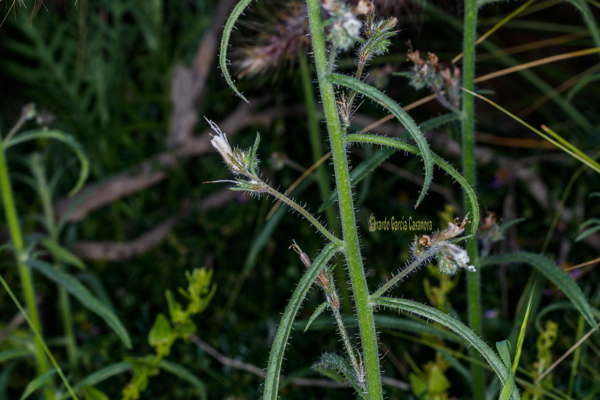  MG 1352  Echium triste subsp.nivariense viborina triste