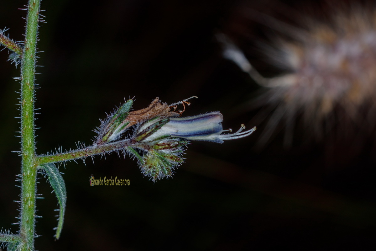  MG 1367  Echium triste subsp.nivariense viborina triste