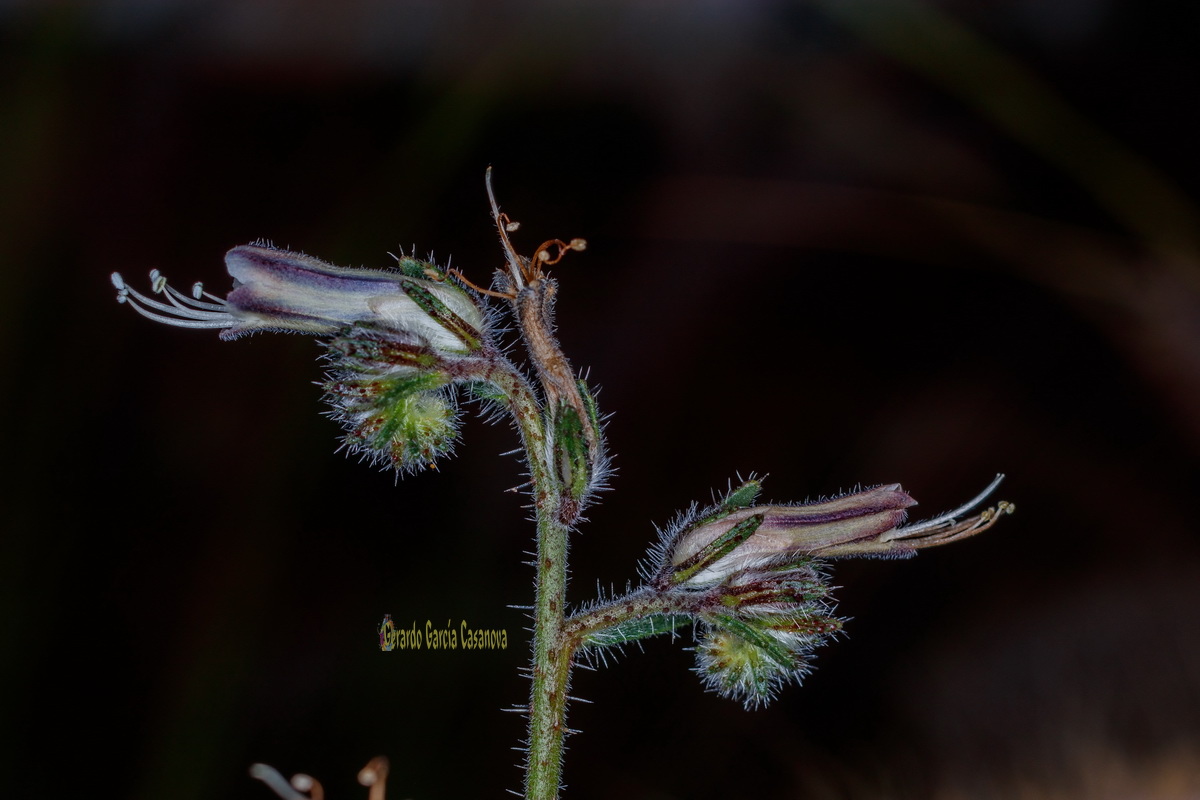  MG 1368  Echium triste subsp.nivariense viborina triste