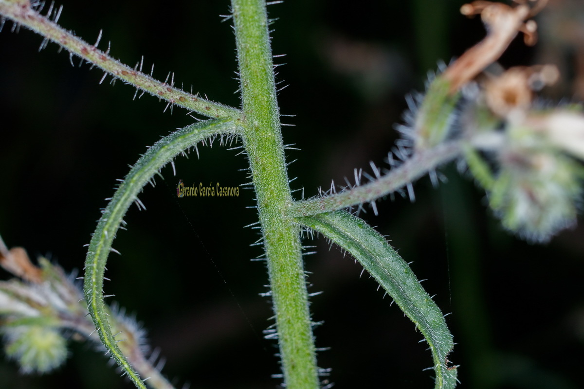  MG 1371  Echium triste subsp.nivariense viborina triste