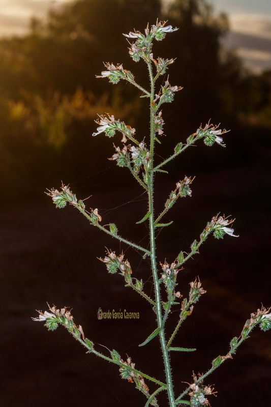  MG 1383  Echium triste subsp.nivariense viborina triste