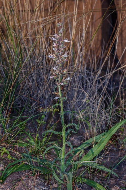  MG 1433  Echium triste subsp.nivariense viborina triste