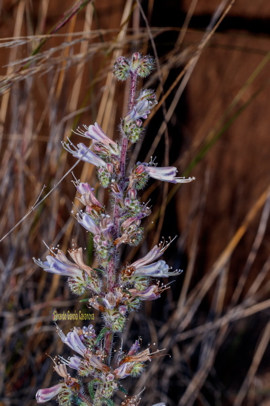  MG 1434  Echium triste subsp.nivariense viborina triste