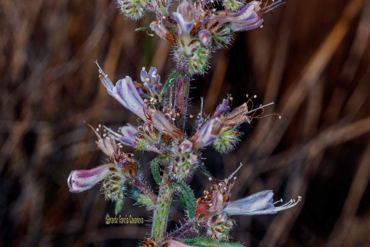  MG 1435  Echium triste subsp.nivariense viborina triste