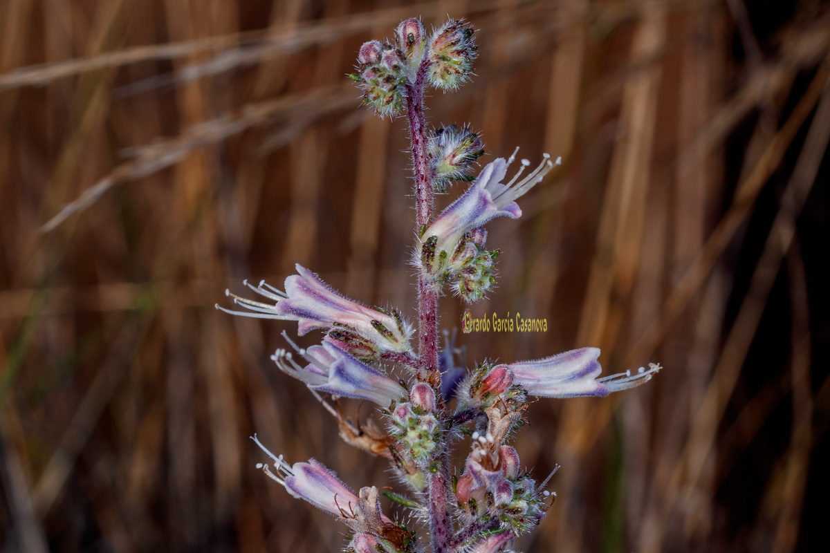  MG 1439  Echium triste subsp.nivariense viborina triste