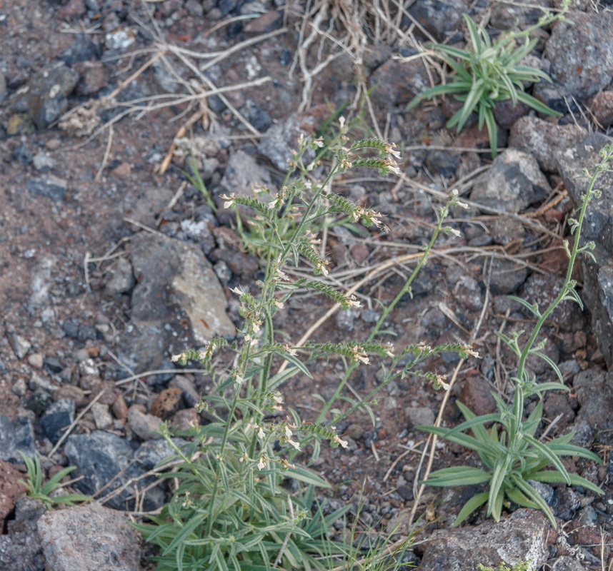  MG 3193 Echium triste subsp nivariense var. gomeareum 