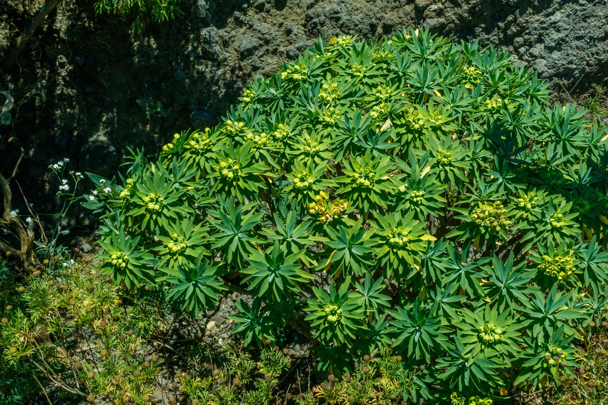 Euphorbia bourgeana Tabaiba Monte01