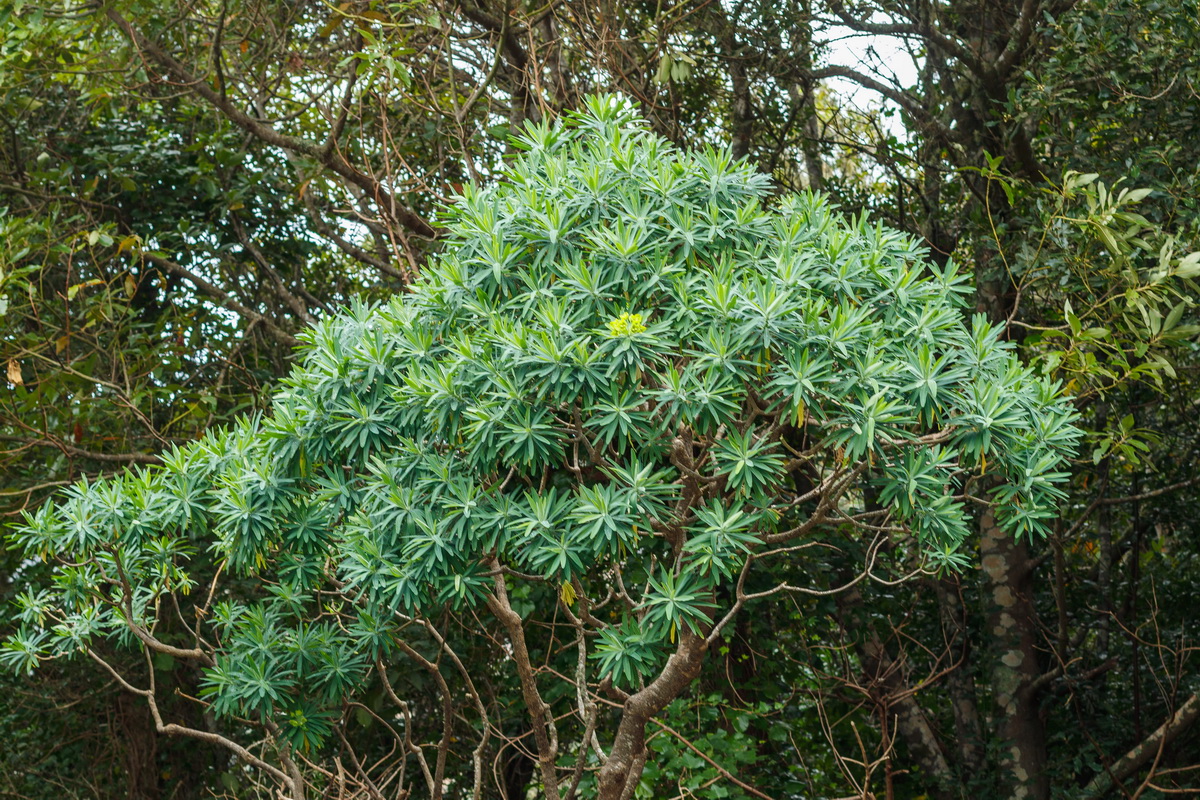 Euphorbia bourgeana Tabaiba Monte02