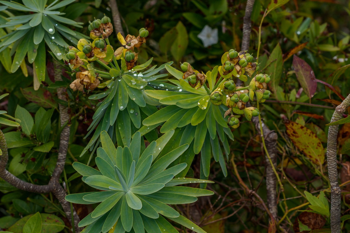 Euphorbia bourgeana Tabaiba Monte03