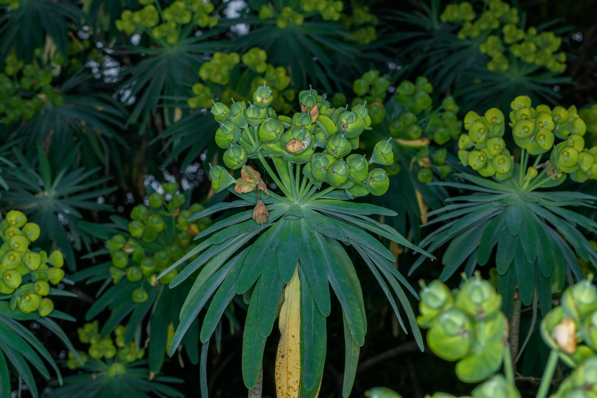 Euphorbia bourgeana Tabaiba Monte04