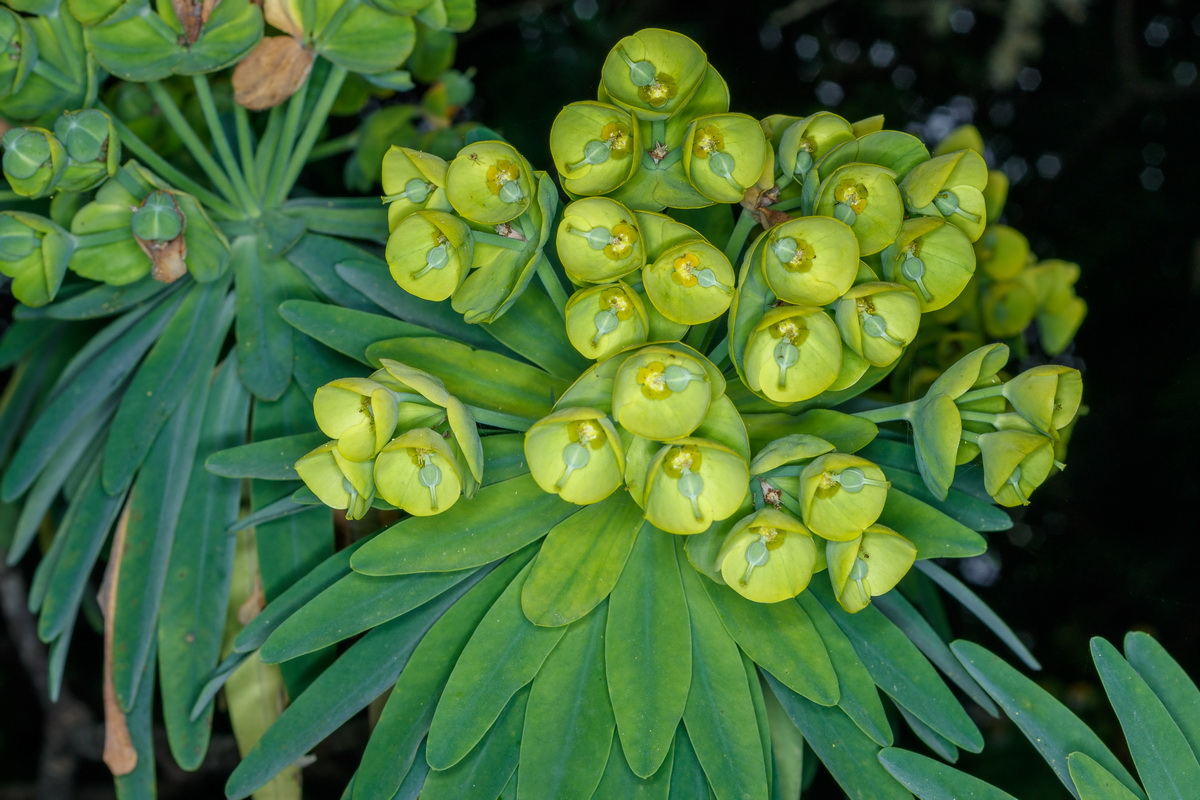Euphorbia bourgeana Tabaiba Monte05