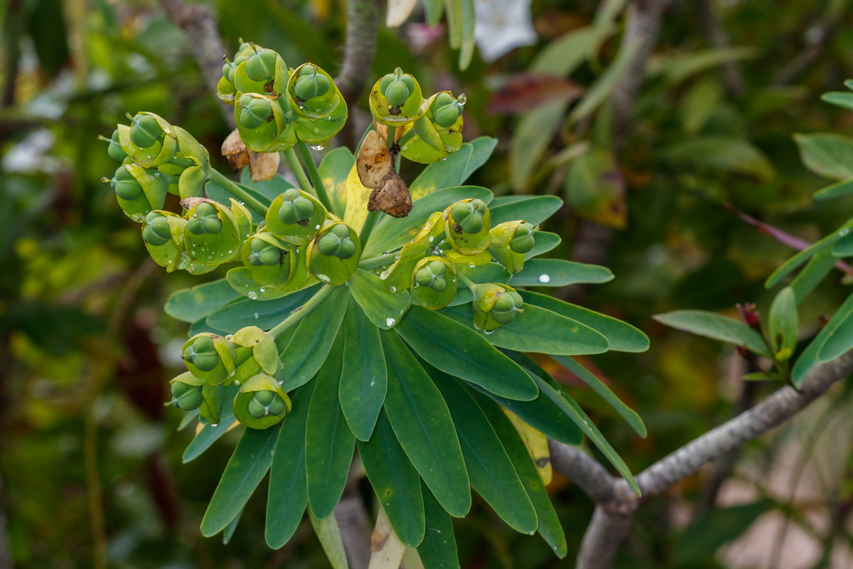 Euphorbia bourgeana Tabaiba Monte06