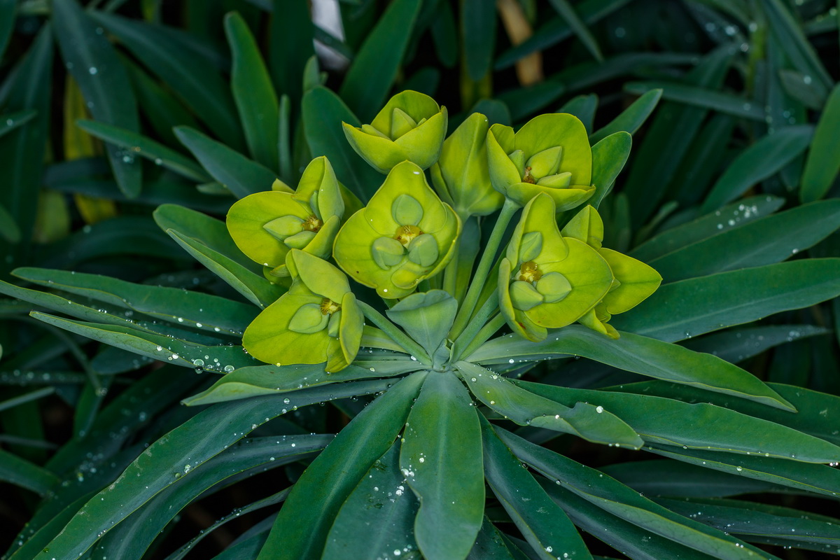 Euphorbia bourgeana Tabaiba Monte07