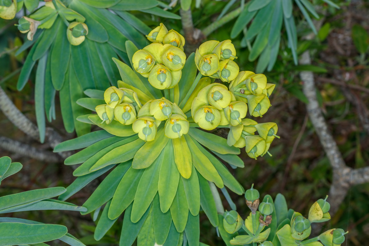 Euphorbia bourgeana Tabaiba Monte09