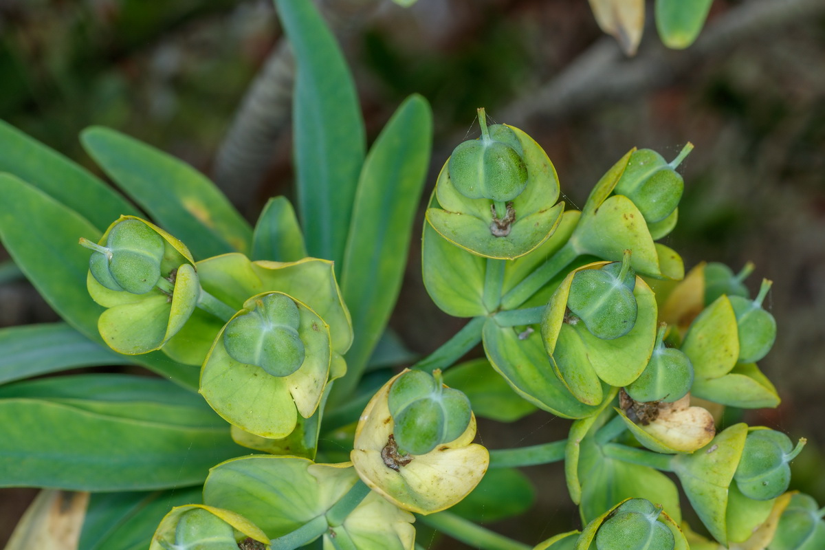 Euphorbia bourgeana Tabaiba Monte10