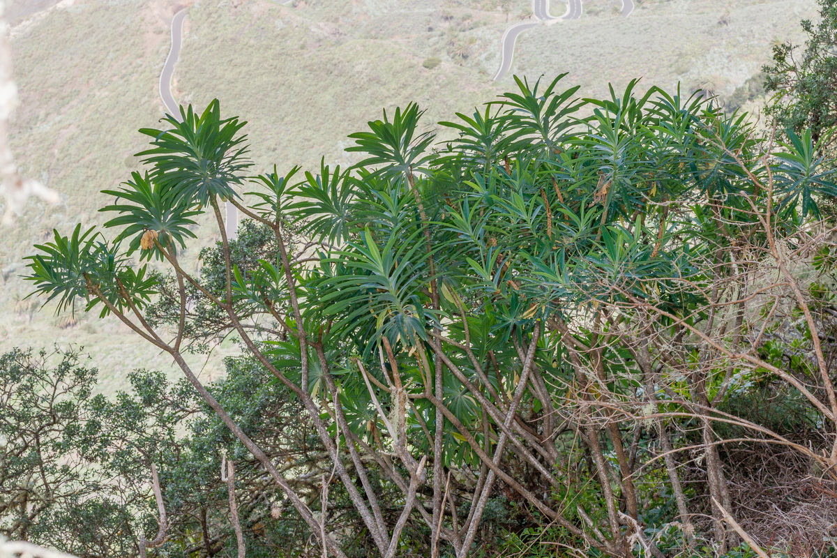  MG 2818 Euphorbia bourgeana (tabaiba de monte)