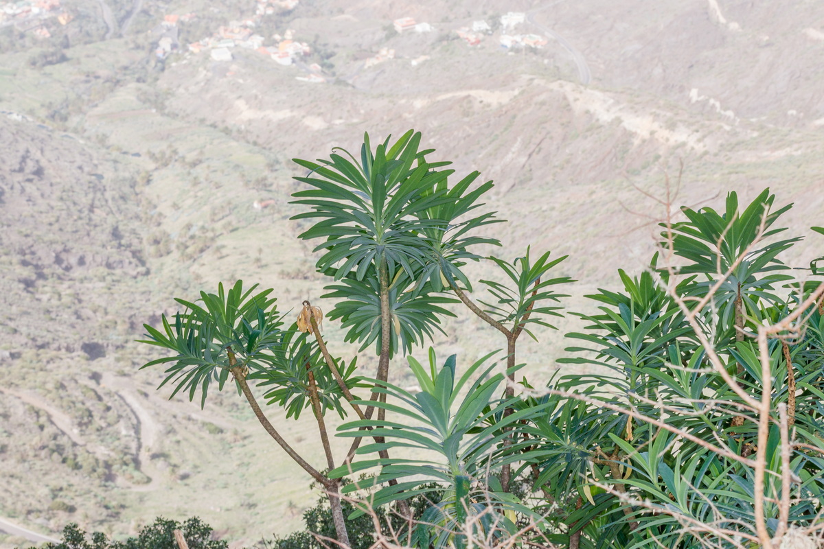  MG 2820 Euphorbia bourgeana (tabaiba de monte)