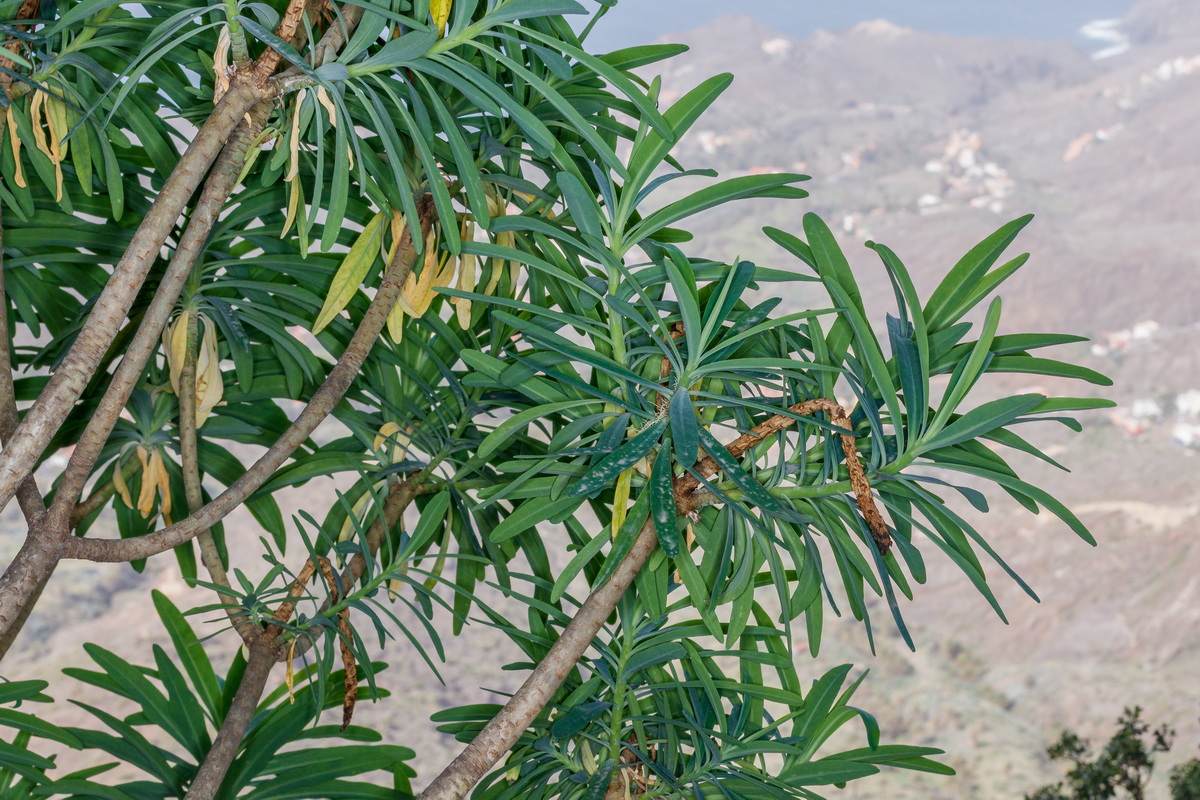  MG 2821 Euphorbia bourgeana (tabaiba de monte)